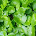 Perbedaan dan Manfaat Antara Daun Pegagan dan Gotu Kola yang Perlu Anda Ketahui