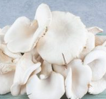 Efek Samping Konsumsi Jamur Tiram: Apa yang Harus Diketahui