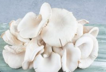 Efek Samping Konsumsi Jamur Tiram: Apa yang Harus Diketahui