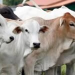 Jelang Idul Adha, Ini Hukum dan Keutamaan Berkurban Menurut Ulama